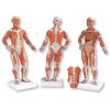 1/4 Size Muscular Figure. 2 Part