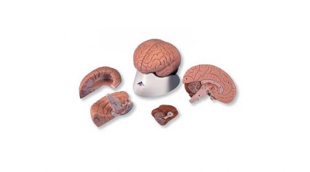 4 Part Brain
