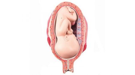 7th Month Foetus