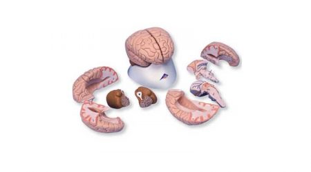 8 Part Brain