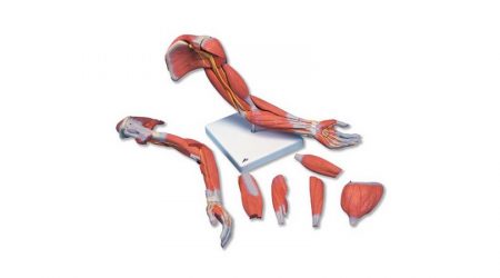 Deluxe Muscles of the Human Arm. 6 Part. Life Size
