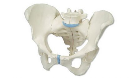 Female Pelvis