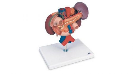Kidneys With Rear Organs Of The Upper Abdomen - 3 Part