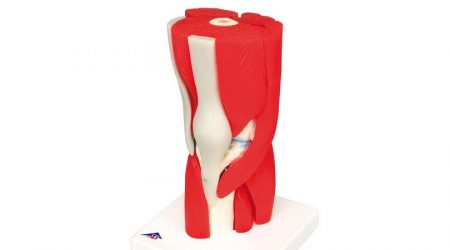Knee Joint with Removable Muscles