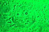 Prepared Microscope Slide. Epidermal cells of Allium cepa