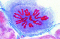 Cell Division, Cell Nucleus and Chromosomes