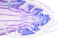 Meristematic Tissues