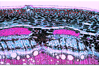 Prepared Microscope Slide. Acid tannic
