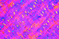 Prepared Microscope Slide. Calcium oxalate crystals in w.m. of dry Allium scale