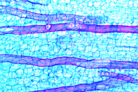 Prepared Microscope Slide. Lactiferous vessels