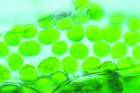 Prepared Microscope Slide. Chloroplasts