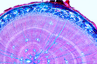 Typical Roots in Comparison