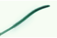 Prepared Microscope Slide. Lemna
