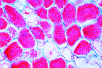 Prepared Microscope Slide. Alnus