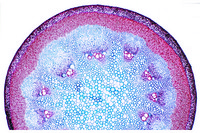 Prepared Microscope Slide. Stems of annual and perennial plants