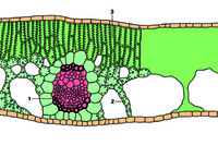 Prepared Microscope Slide. Potamogeton
