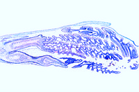 Prepared Microscope Slide. Fagus