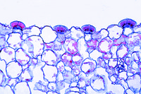 Prepared Microscope Slide. Pinguicula