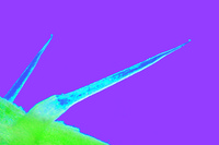 Prepared Microscope Slide. Urtica