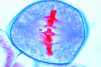 Prepared Microscope Slide. Lilium