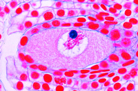 Prepared Microscope Slide. Lilium