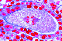 Prepared Microscope Slide. Lilium