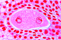 Prepared Microscope Slide. Lilium