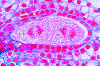 Prepared Microscope Slide. Lilium