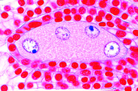 Prepared Microscope Slide. Lilium