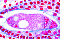 Prepared Microscope Slide. Lilium