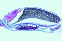Prepared Microscope Slide. Triticum