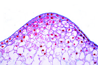 Fertilization