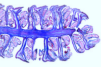 Prepared Microscope Slide. Corylus avellana