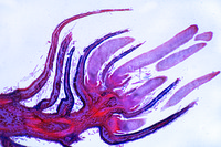 Prepared Microscope Slide. Corylus avellana