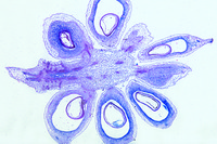Prepared Microscope Slide. Ranunculus