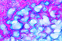 Prepared Microscope Slide. Juglans regia