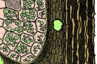Prepared Microscope Slide. Myristica