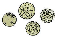 Prepared Microscope Slide. Corroded starch grains