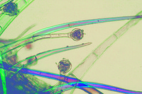 Prepared Microscope Slide. Glandular hairs