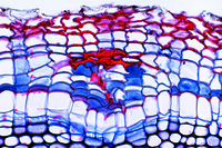 Cytology and Tissues