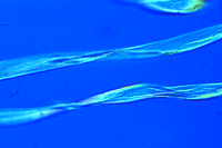 Prepared Microscope Slide. Seed hairs