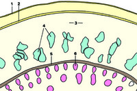 Prepared Microscope Slide. Avicennia