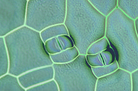 Prepared Microscope Slide. Helleborus niger