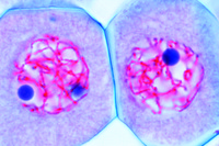 Prepared Microscope Slide. Lilium