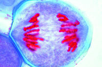 Prepared Microscope Slide. Lilium