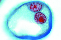 Prepared Microscope Slide. Lilium