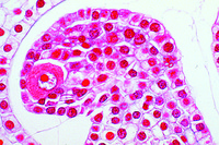 Prepared Microscope Slide. Lilium