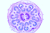 Prepared Microscope Slide. Solanum