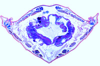 Prepared Microscope Slide. Abdomen with internal organs