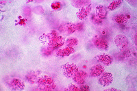 Prepared Microscope Slide. Meiotic (maturation) stages in smear from testis of mouse
